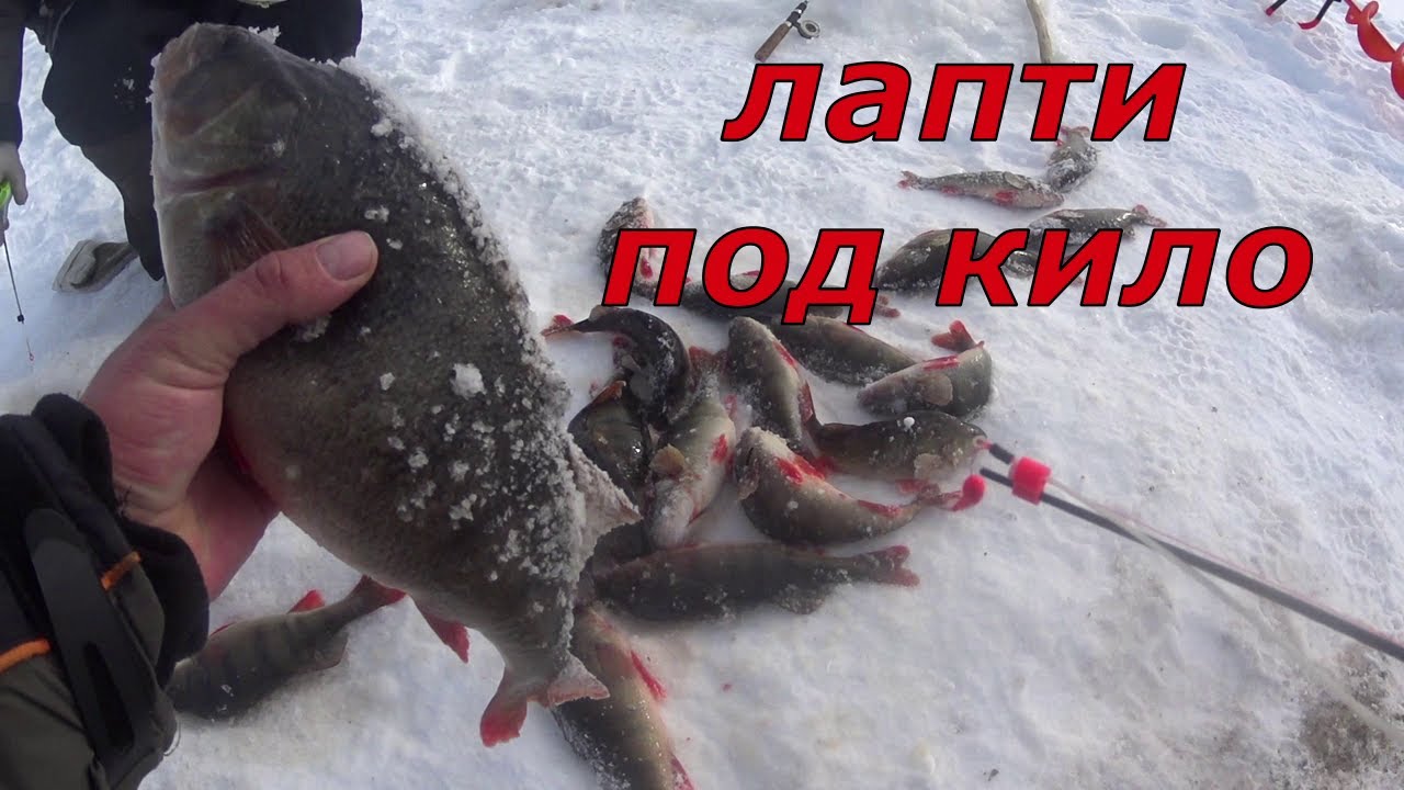 Огромные окуни на мормышку. Под нами море окуня, съёмки подо льдом.