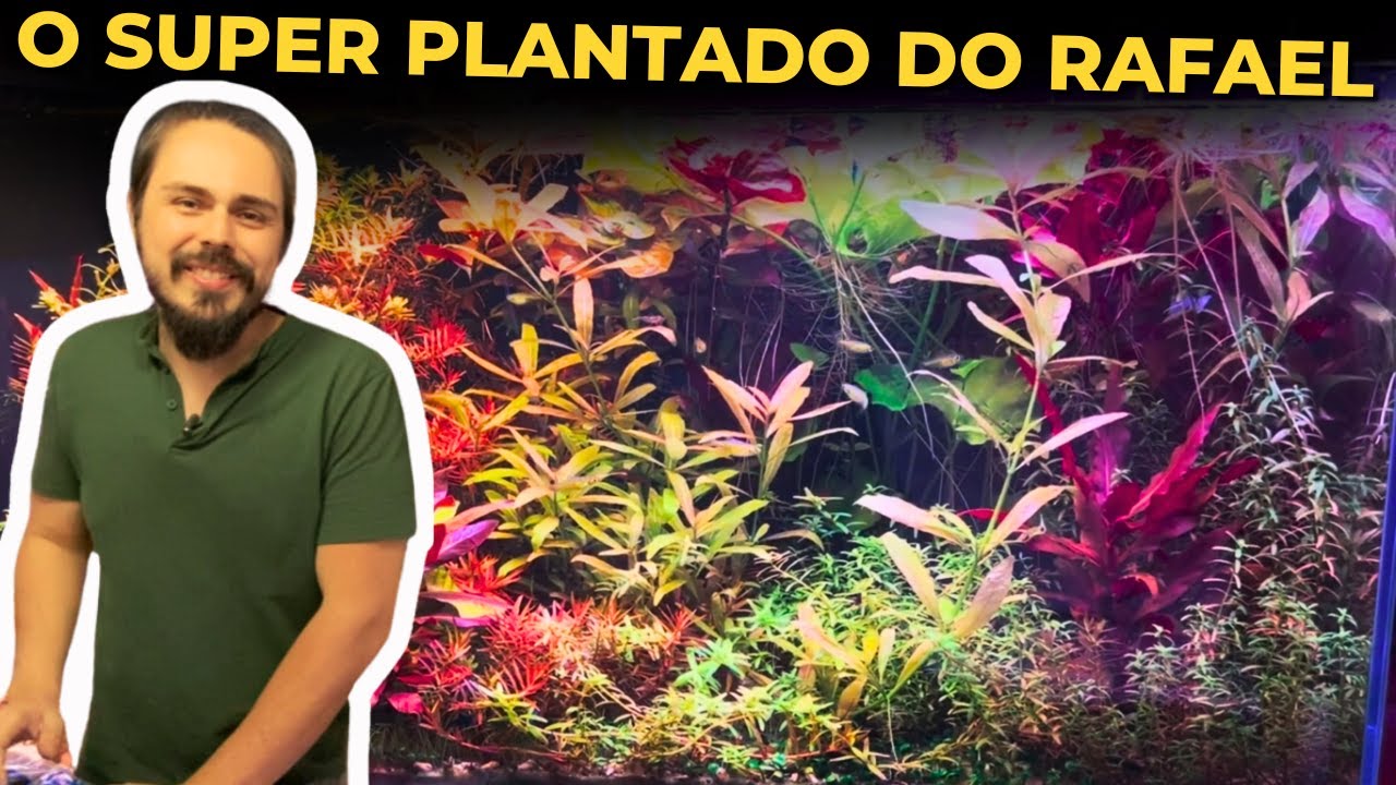 🔴ESSE AQUÁRIO PARECE UMA FLORESTA MÁGICA DO INSCRITO RAFAEL |Mr. Betta|