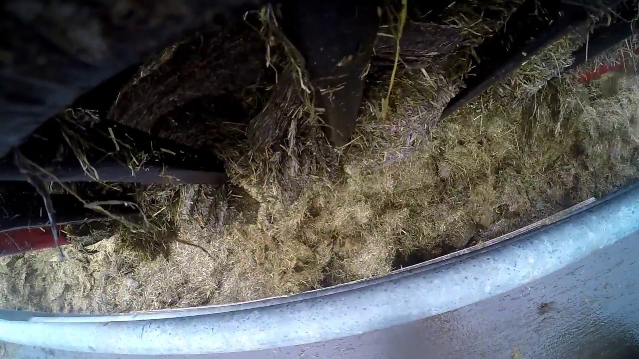 A different view of feeding silage.