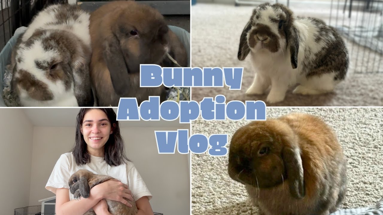 🐰🐰 MY FIRST RABBITS | Adopting TWO Holland Lop Bunnies from FACEBOOK (Bunny Vlog 1)