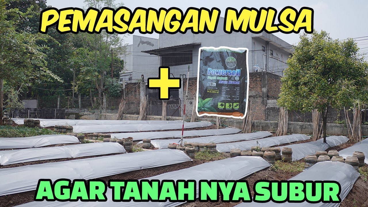TEKNIK PEMASANGAN MULSA PAKE POWER SOIL