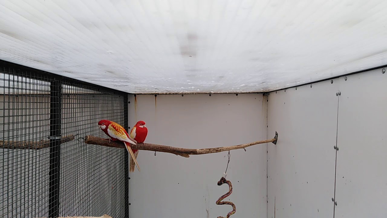 Rosella rubino 2019