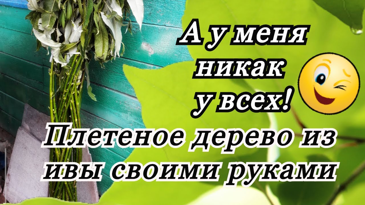 Русская ива! Плетение дерево из ивы своими руками бесплатно