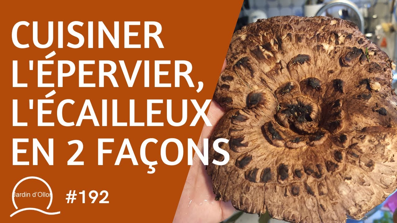 #192-Cuisiner l'épervier ou l'écailleux en 2 façons (Sarcodon imbricatus)