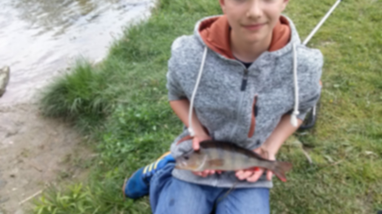 Okonie i szczupaki na żywca i spinning / okoń 35cm!