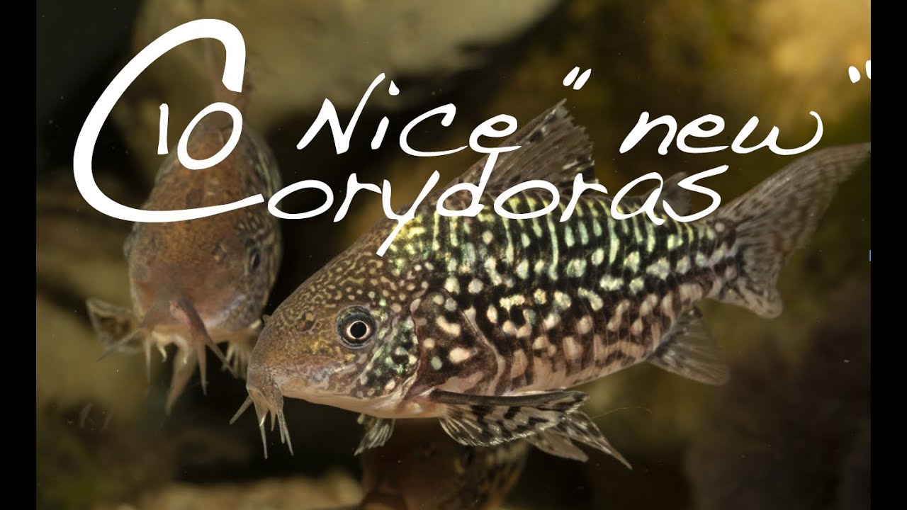 New Corydoras Guide - 10 interesting Corydoras catfish