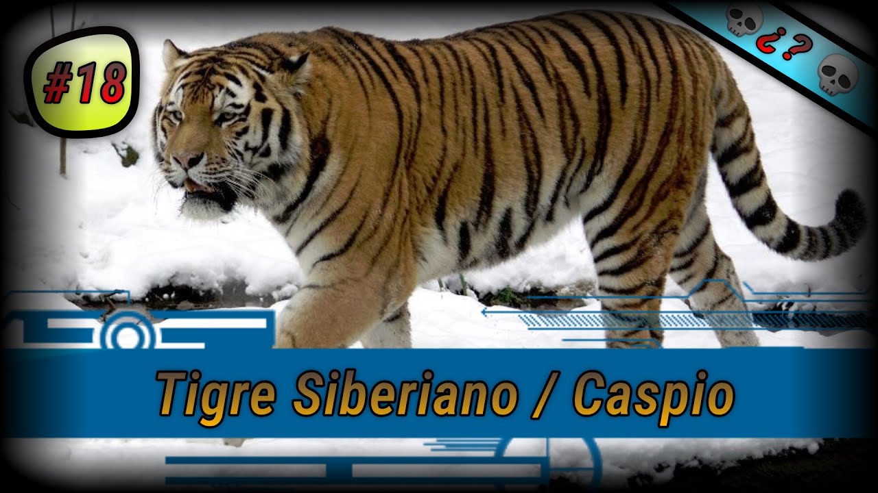 El Tigre del Caspio / Tigre Siberiano [ Análisis # 18 ]