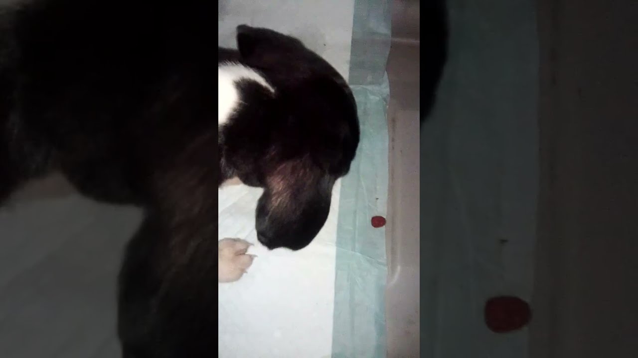 Get a new dog 