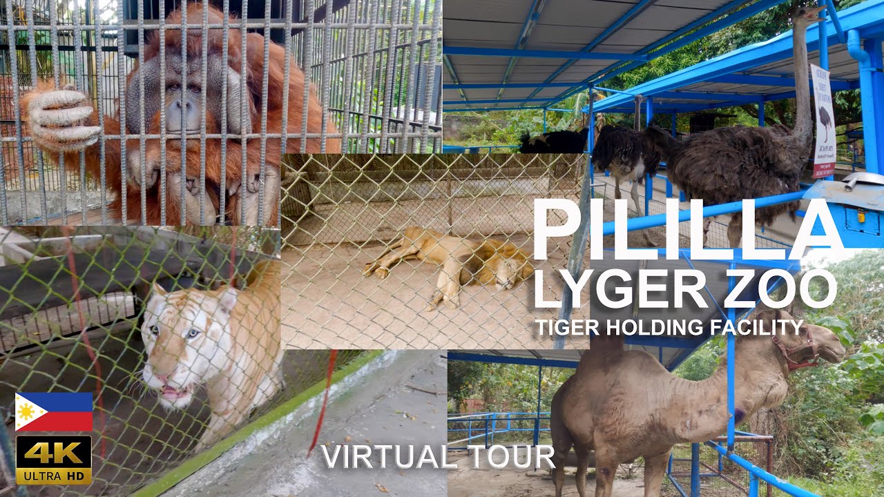 Lyger Animal Sanctuary | Lyger Zoo 2022 Virtual Tour 🇵🇭