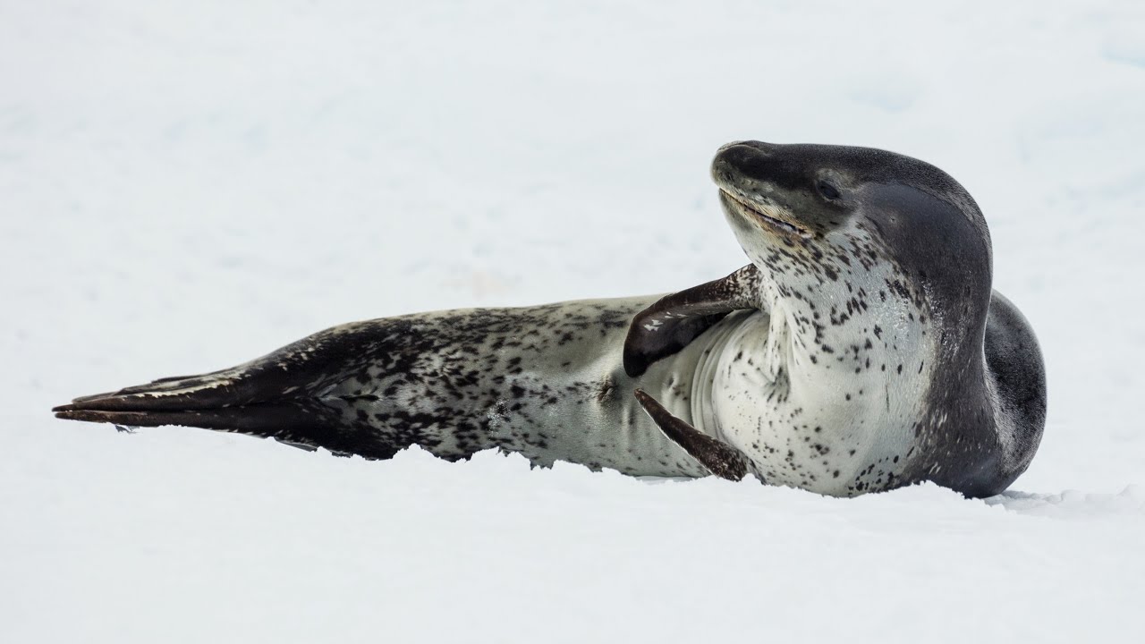 The Leopard Seal | A Brief Overview 🦭