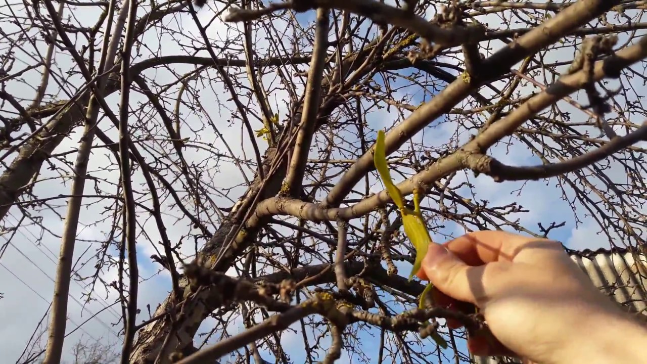Как Омела поражает деревья. Вы этого не знали...