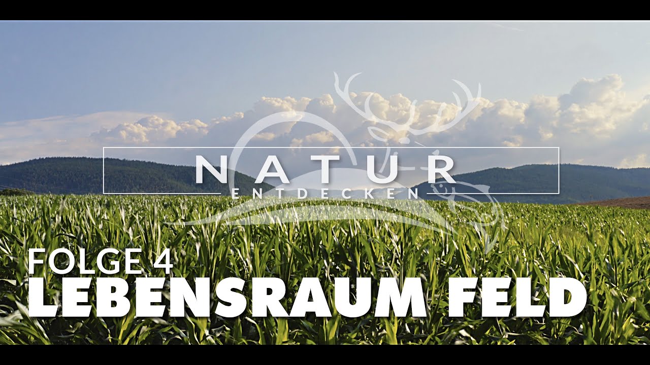 Natur entdecken - Folge 4  - Lebensraum Feld