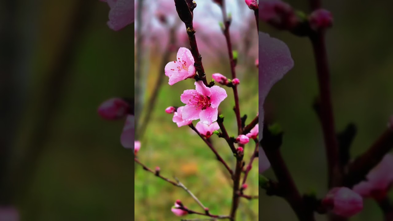 桃花倒影
