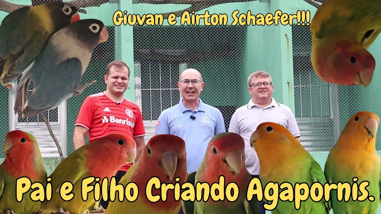 A ALEGRIA DE CRIAR AGAPORNIS NO CRIADOURO SCHAEFER!!!