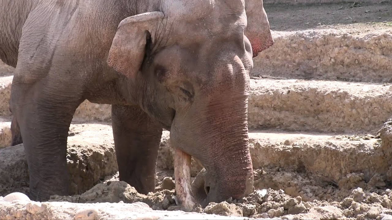Die Elefanten vom Zoo Zürich