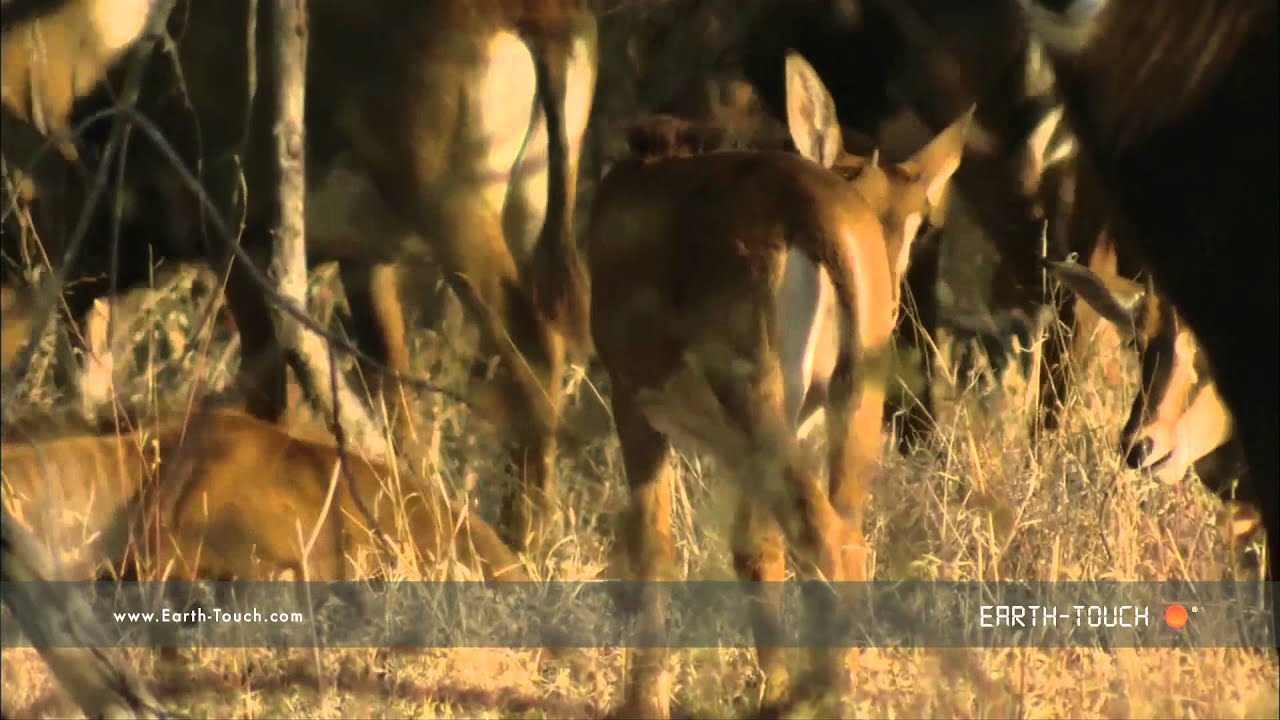 Sable antelope show off formidable horns