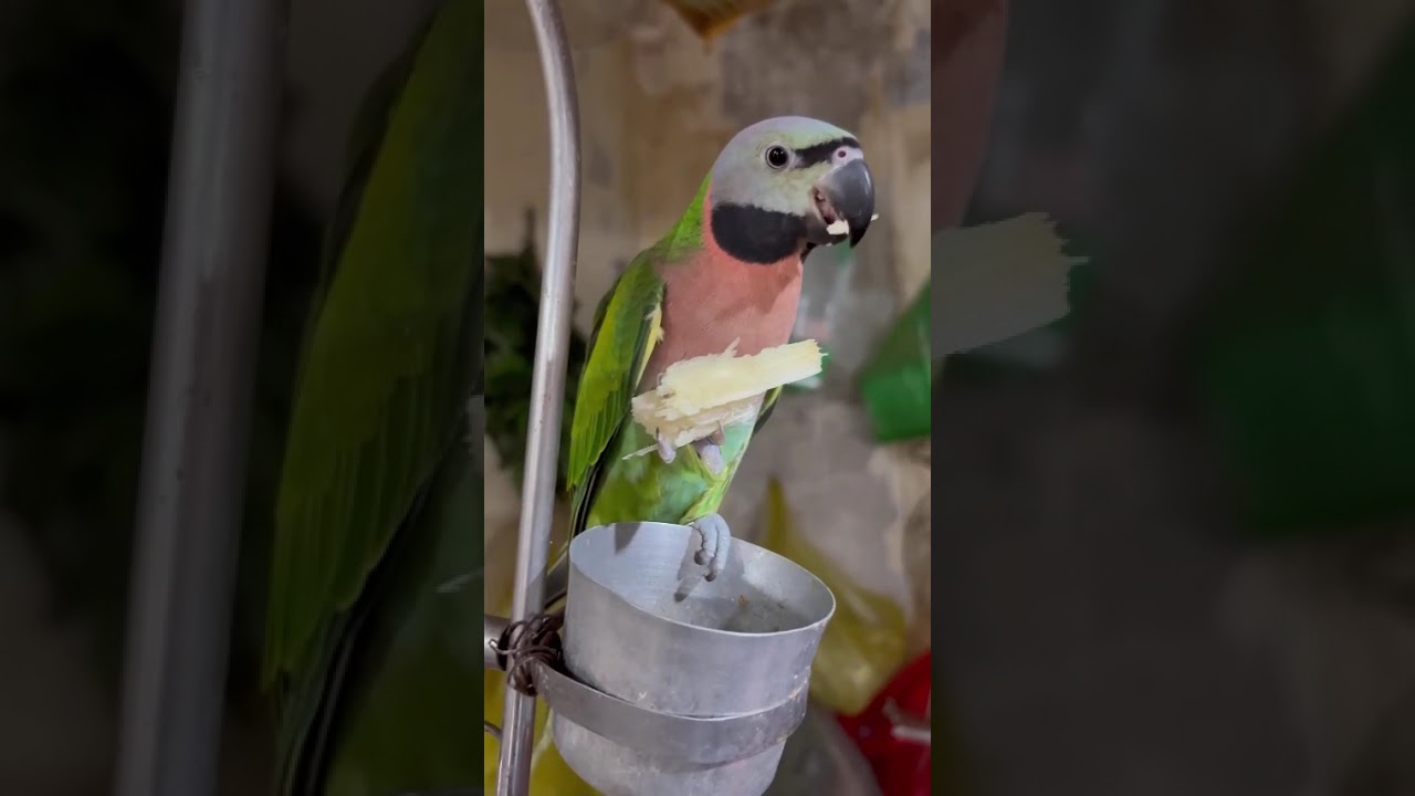 Vẹt ngực hồng ăn mía mà ganh tị với em xích #cute #pets #birds #so1ngogiatu #615lehongphongnhatrang