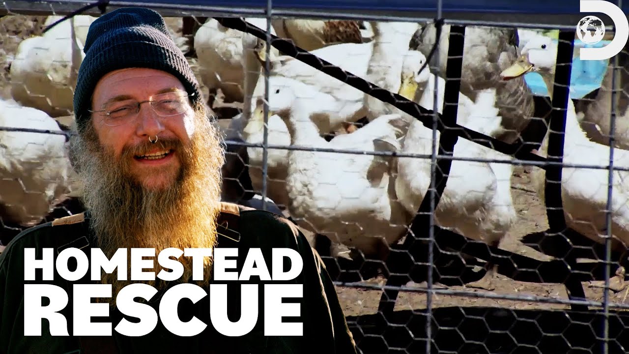 Protecting Chickens and Ducks on a Farm | Homestead Rescue | Discovery