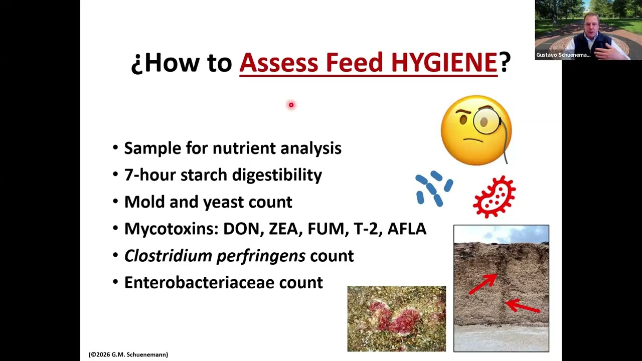 Managing feed hygiene for successful transition cows