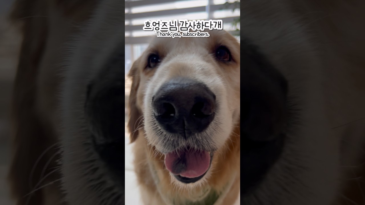 택배 열었더니 우유 폭탄&hellip; 럭키 먹방 ASMR🐶🥛