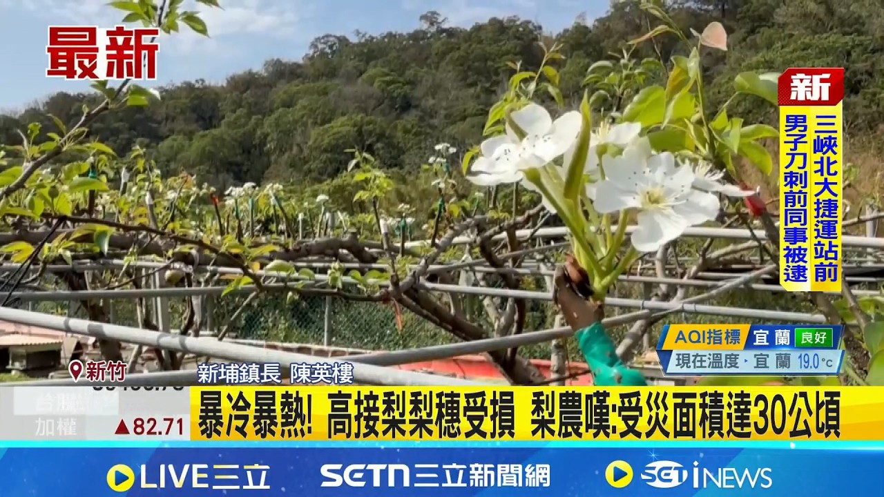 暴冷暴熱! 高接梨梨穗受損 梨農嘆:受災面積達30公頃 受損梨穗高達九成! 農業處會同業者討論救助措施 │記者   張浩譯 吳姵萱│新聞一把抓 20260226│三立新聞台