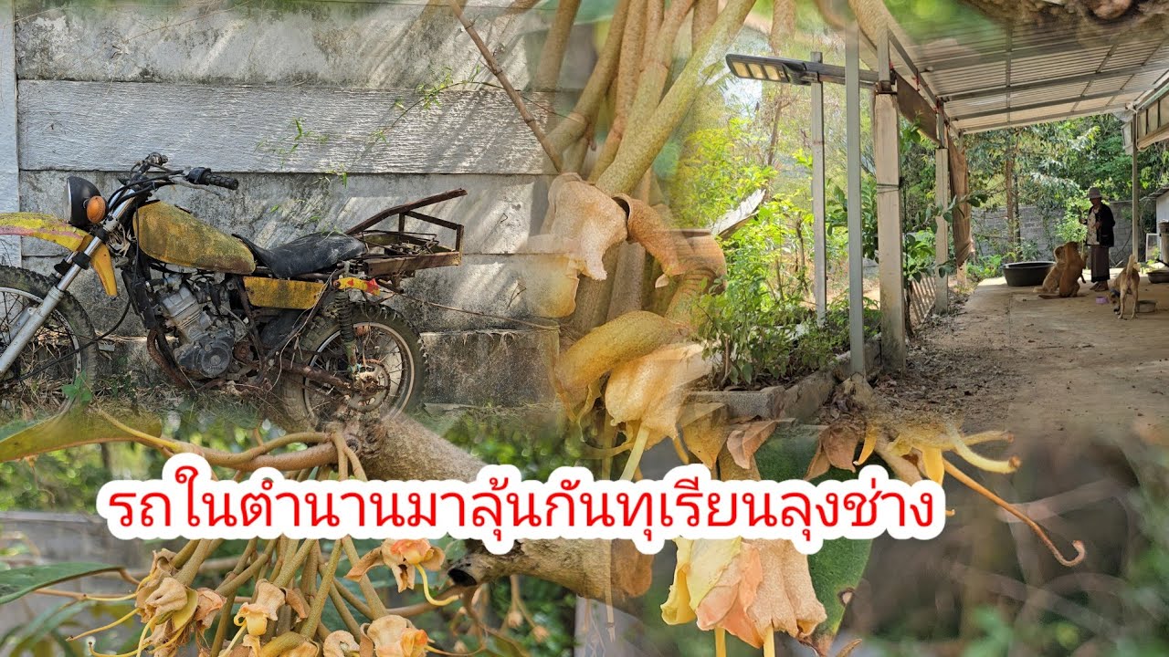 เจ้านิกกี้​ ดี ใจ เมื่อ ได้ ของ ฝาก จาก ใคร​#ป้าแต๋นชาเเนล 