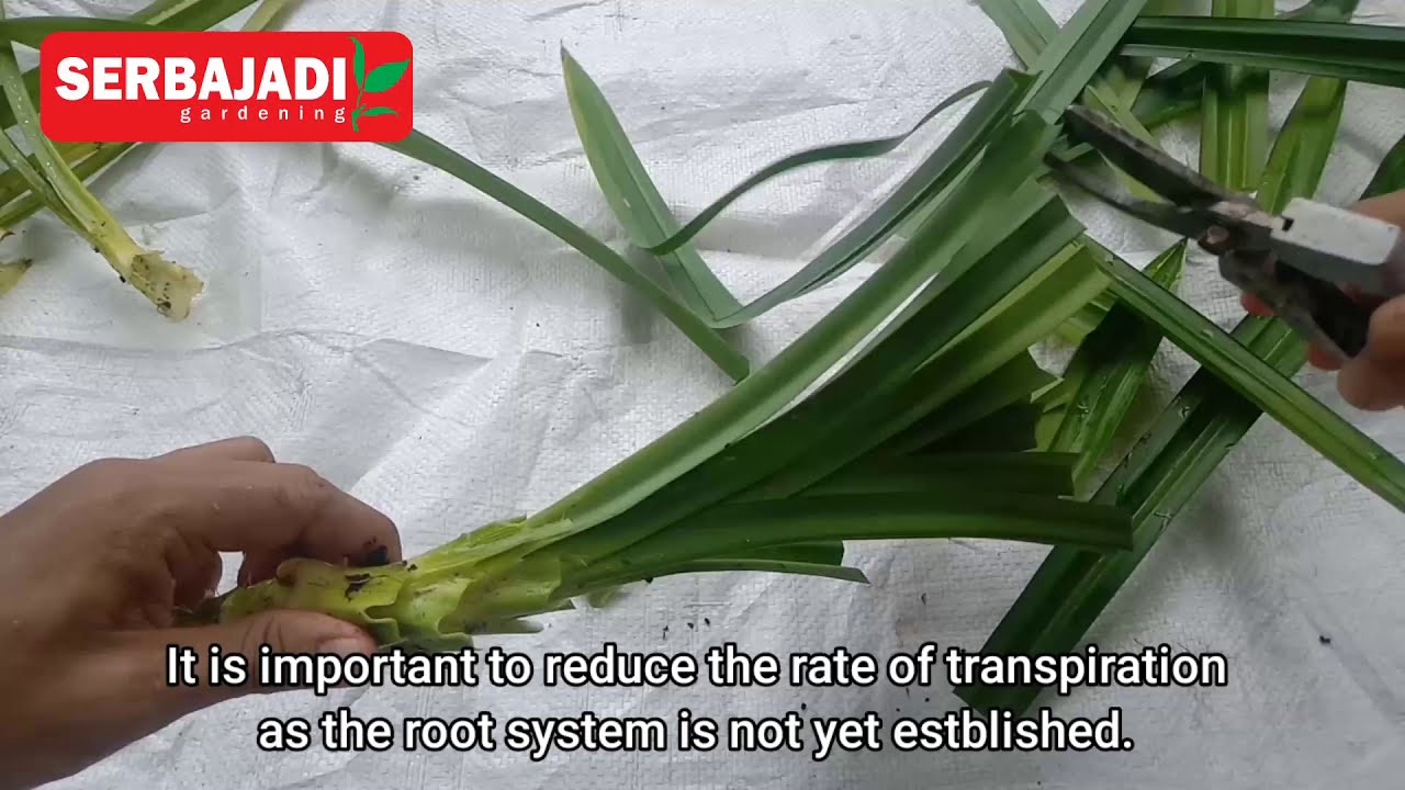 How to Grow Pandan From Stem Cutting