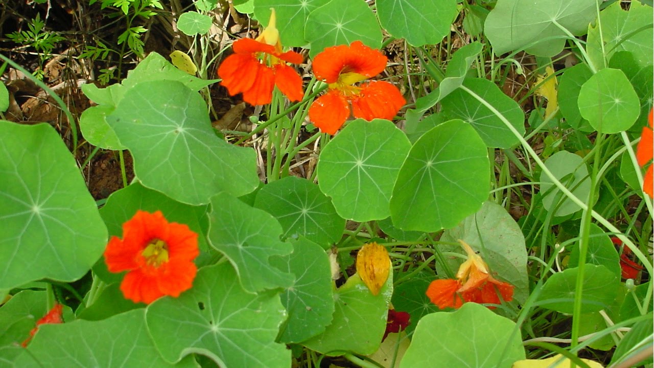 Curso Cultivo Orgânico de Plantas Medicinais - Princípios Ativos - Cursos CPT