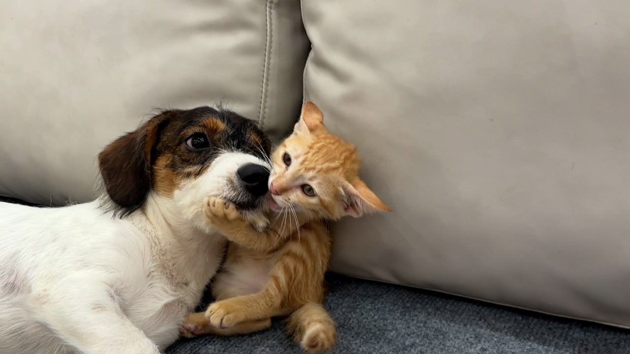 From Fear to Friendship — A Kitten and a Golden Retriever #cutepets #cat #animal