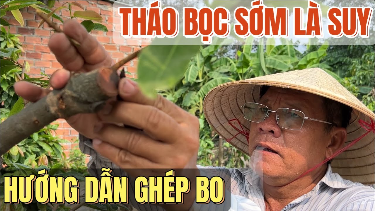 Cao thủ Út Đực hướng dẫn ghép bo chi tiết & lưu ý quan trọng để bo ghép mai vàng phát triển tốt nhất