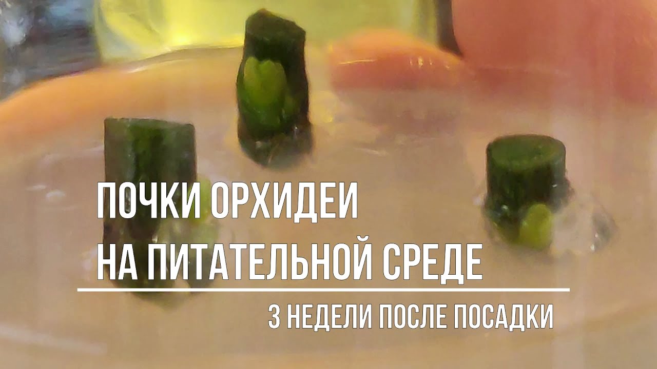 Почки на среде через 3 недели
