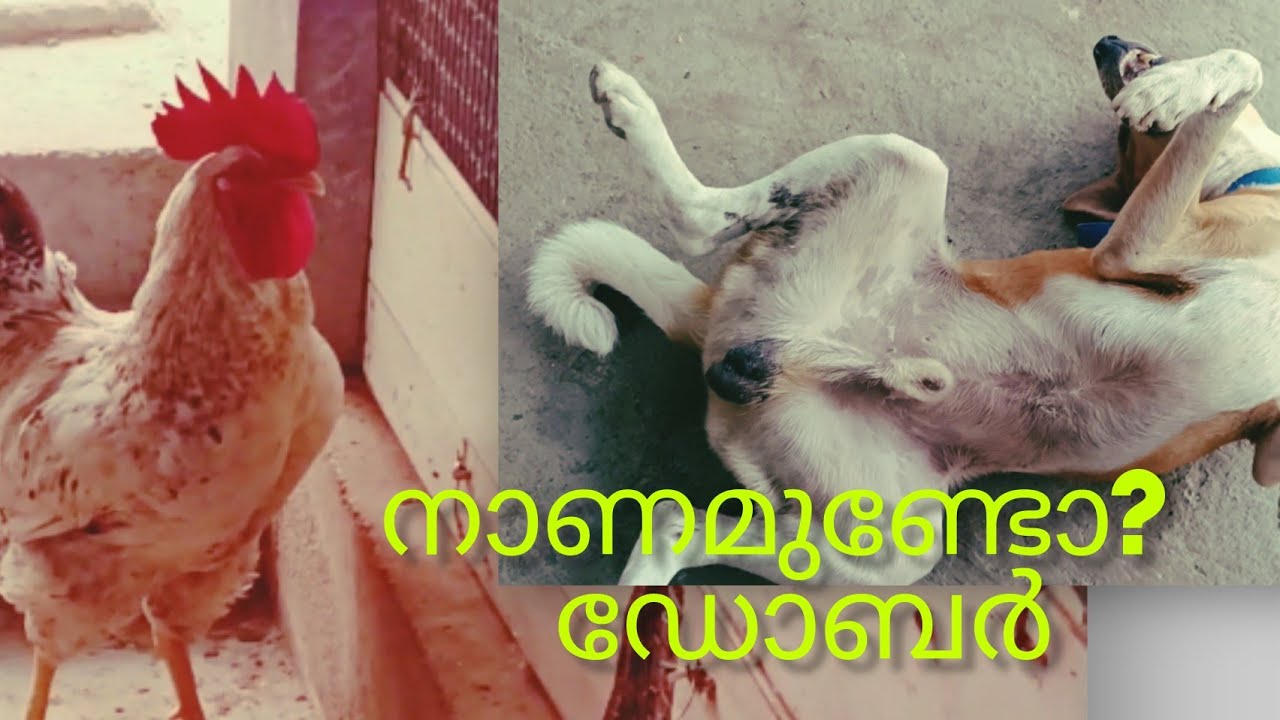 ഡോബർ രാജകുമാരനും പൂവാലനും 🐔🐓🐶