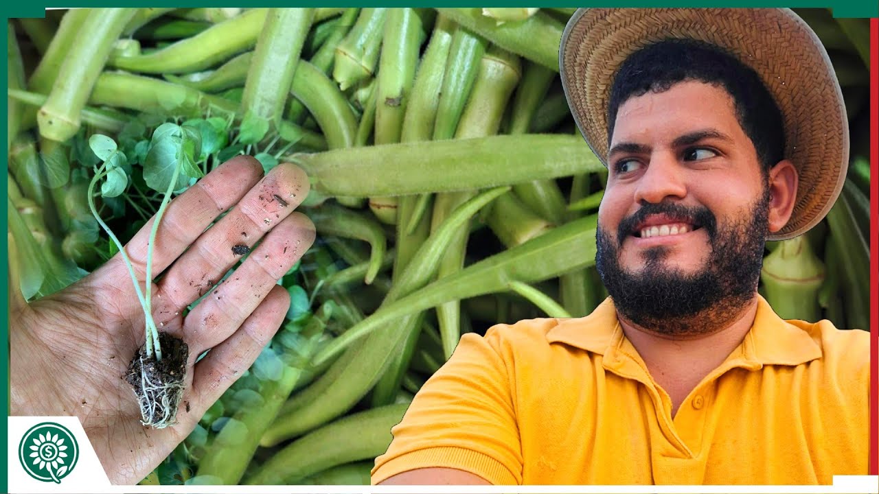 Como fazer MUDAS DE QUIABO facilmente na BANDEJA?
