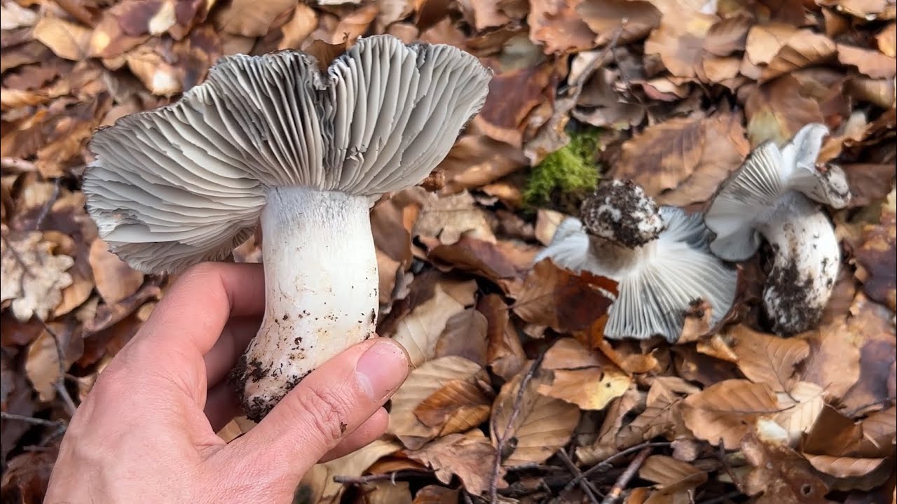 Hygrophorus marzuolus!!!!! DORMIENTI!!!! Mediados de febrero de 2026