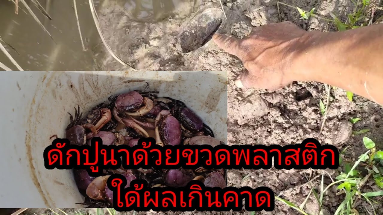 ดักปูนาด้วยขวดพลาสติก พร้อมขั้นตอนในการทำ @อ้ายศรี คนชอบหากิน