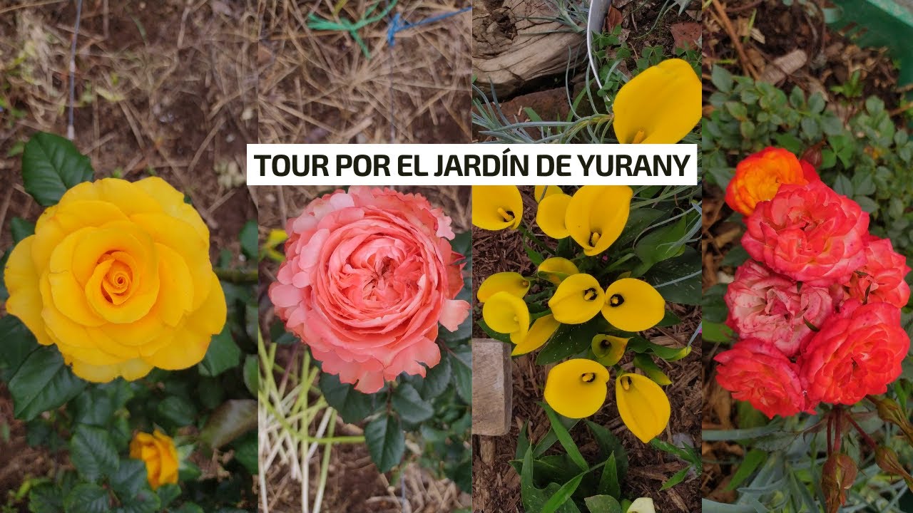 TOUR por el jardín de Yurany, muchas Rosas, calas y anturios. | Jardín Diaz