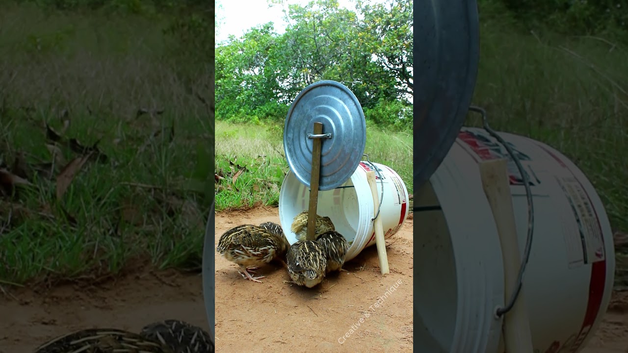 Creative DIY Bird Trap - Quail Trap #bird trap technique #animaltrap
