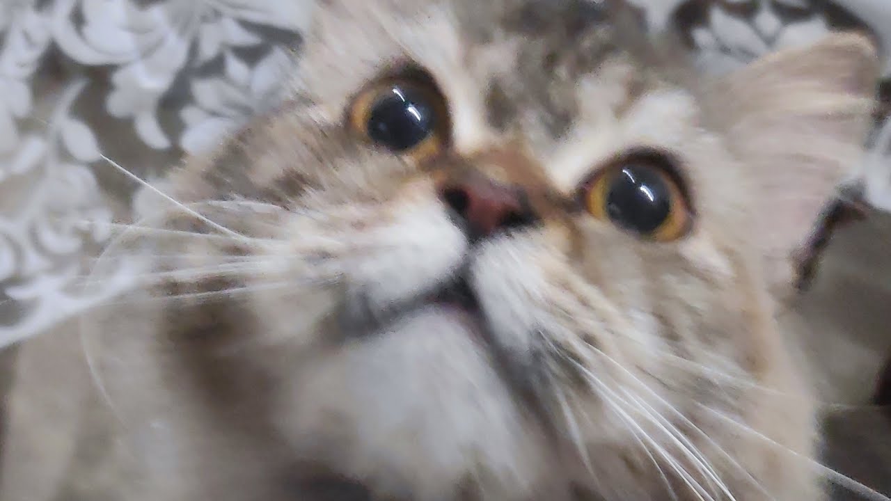 Cute Persian Cats & Kittens 🐾 is live