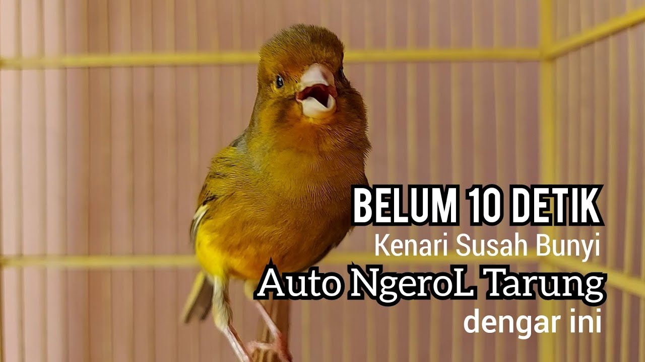 Belum 10 detik Kenari Susah Bunyi Auto Nyaut Ngerol tajam dengan KENARI GACOR Cuit cuit NgeroL ini
