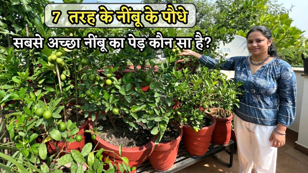 7 Lemon Varieties तरह के नींबू के पौधे, ऐसा कौन सा नींबू का पौधा है जिसमें नींबू सबसे ज्यादा आती है