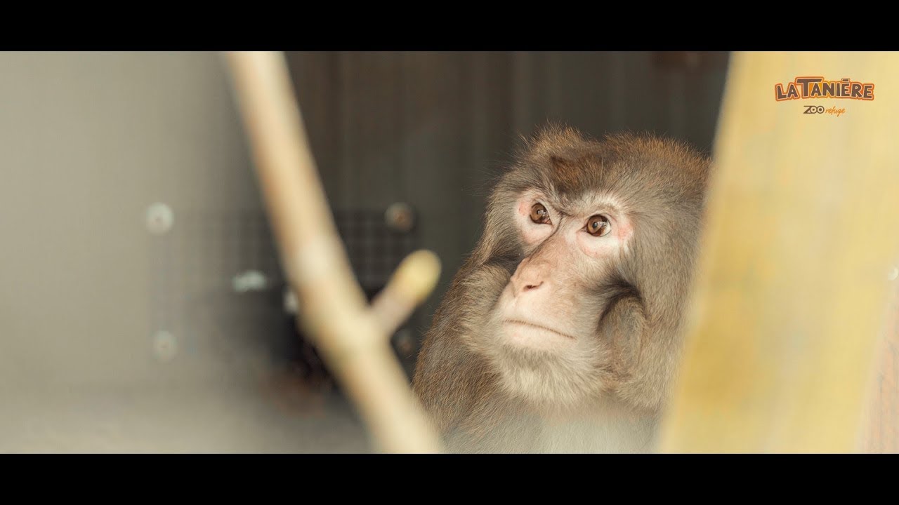 Sortie des 9 Primates de laboratoire à La Tanière - Zoo Refuge