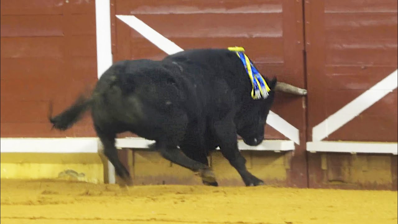 😱 TORO INTENTA ESCAPAR! ILLESCAS (TOLEDO) MARZO 2024