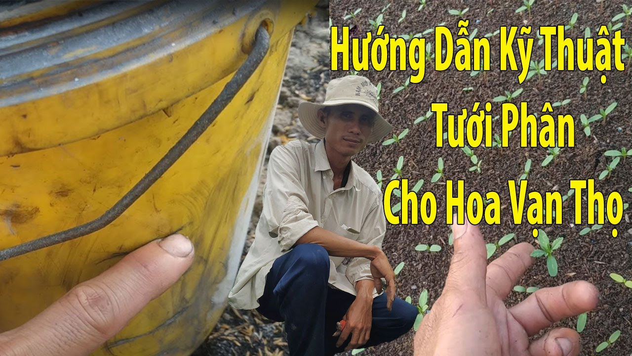 Tưới phân cho hoa Vạn Thọ đúng cách, ở giai đoạn cây con,