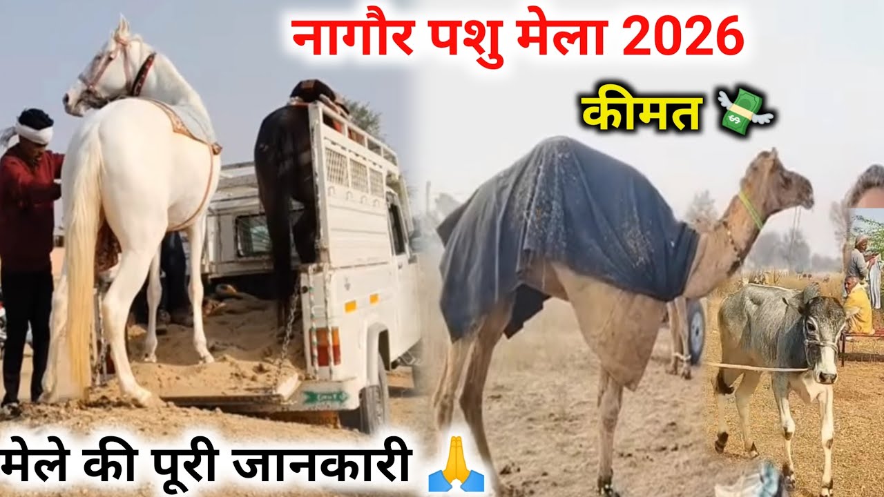 नागौर पशु मेला 2026 🙏 मेले की पूरी जानकारी ओर कीमत 💸 क्या है 