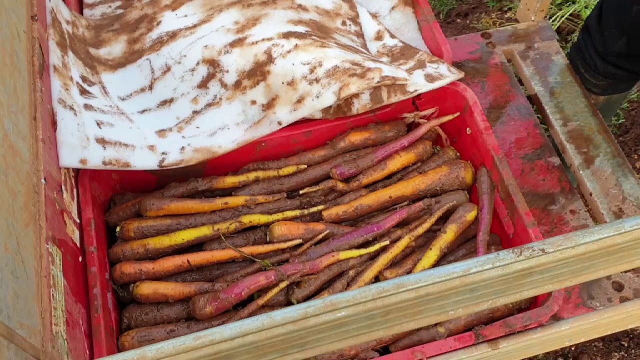 La Viola (Carota) di Polignano