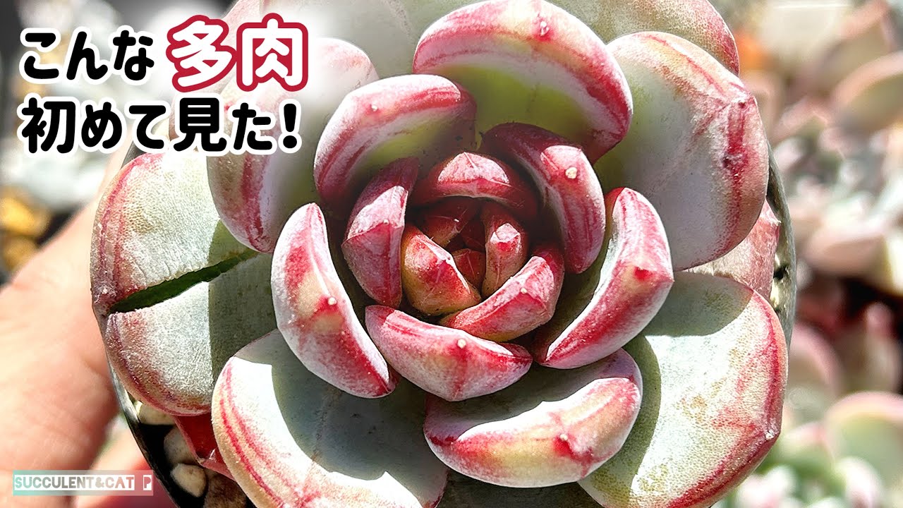【多肉植物】 なんじゃあこの多肉！！