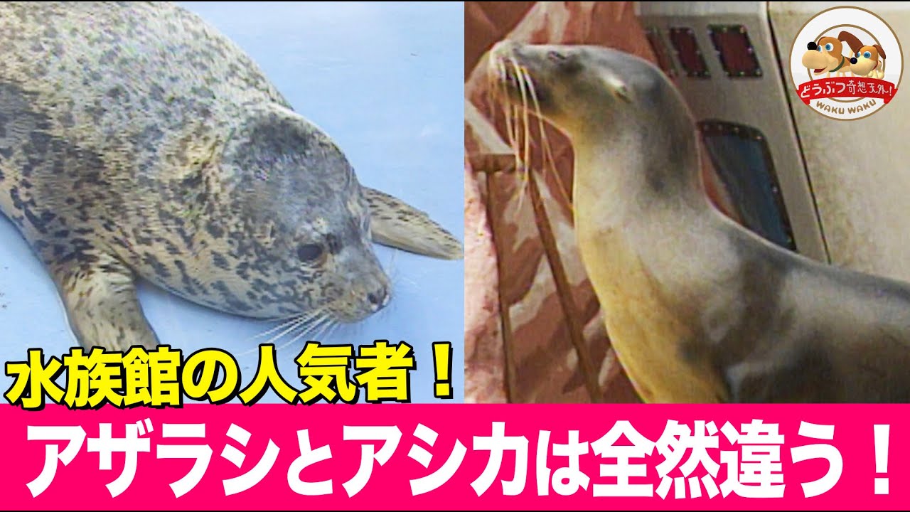 【どうぶつ図鑑】アザラシとアシカの見分け方！たしかに全然ちがう&hellip;ここを見ればわかります【どうぶつ奇想天外／WAKUWAKU】
