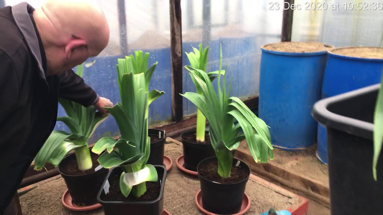 Champion Leek Grower