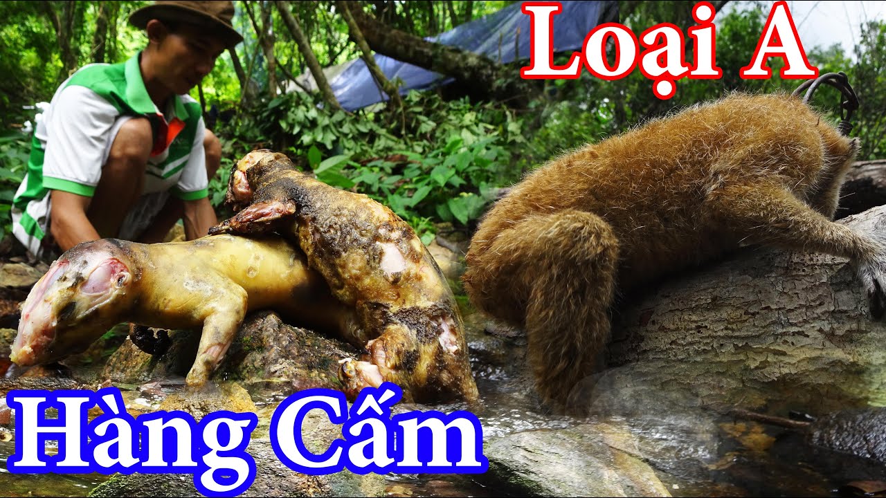 Thăm Bẫy Đụng Phải Hàng Hiếm, Ngủ Rừng, Đánh Bẫy, Săn Bắt Trong Rừng - Rừng Mưa Dông | T5