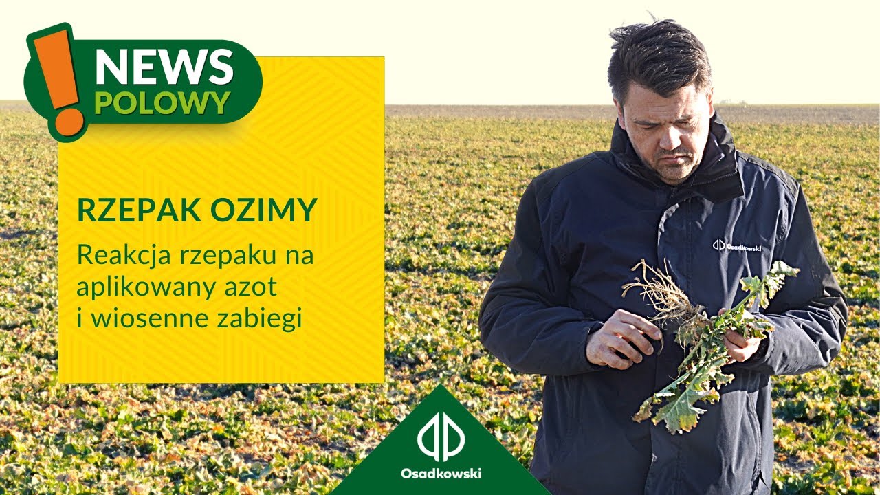 🌱 | Kiedy rzepak zacznie regenerować? | 𝗡𝗘𝗪𝗦 𝗣𝗢𝗟𝗢𝗪𝗬